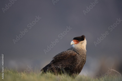 Crested caracara - Caracara plancus)