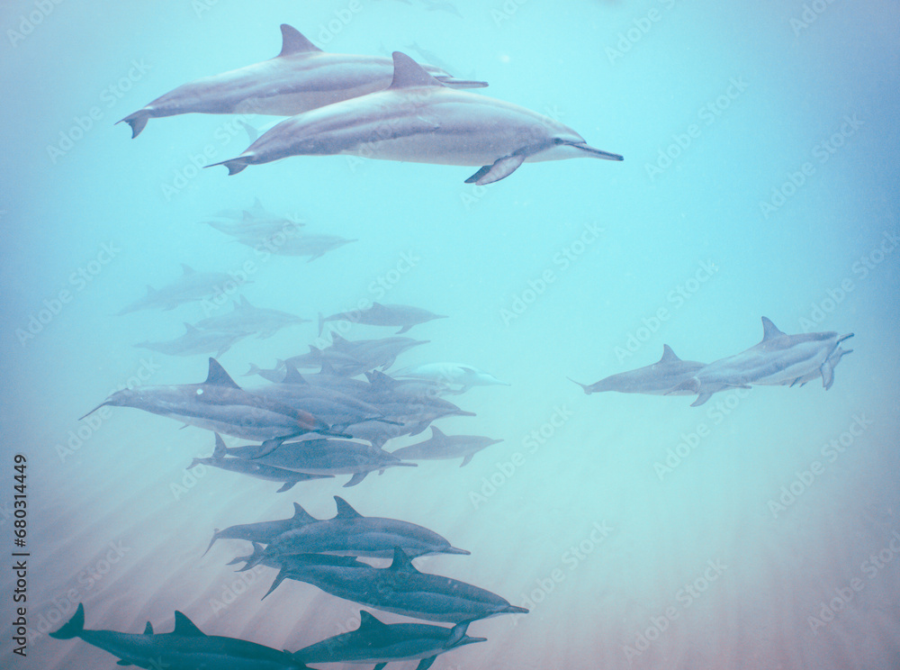 Obraz premium Wild Hawaiian Spinner Dolphins Swimming in Hawaii 
