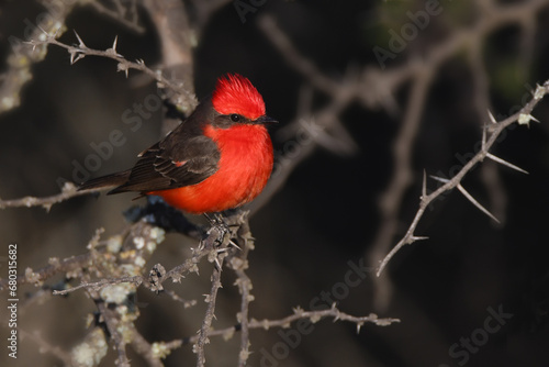 Scarlet flycatcher - Pyrocephalus rubinus