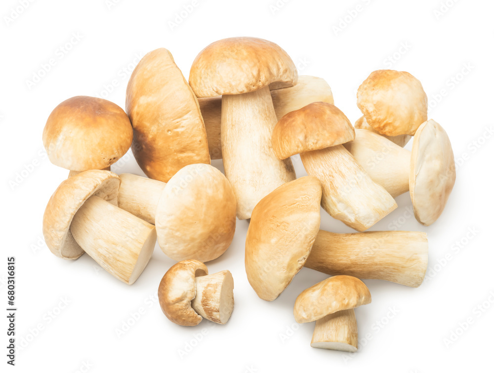 Autumn Cep Mushrooms Picking. Gourmet food
Autumn Cep Mushrooms Picking. Gourmet food