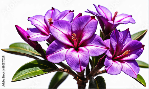 Rosa do Deserto roxa. Lindas flores do deserto púrpura  desabrochadas. Adenium photo