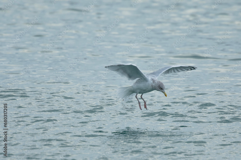 Fototapeta premium mouette 