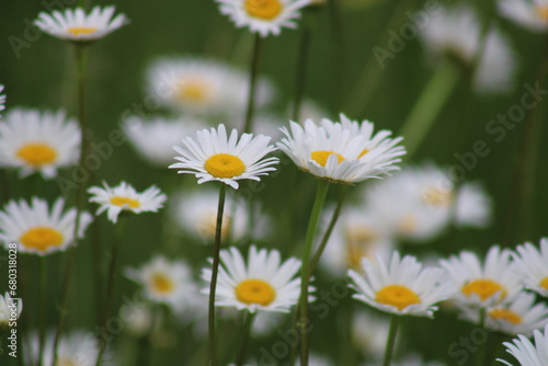 single daisy in focus in a field of daisies