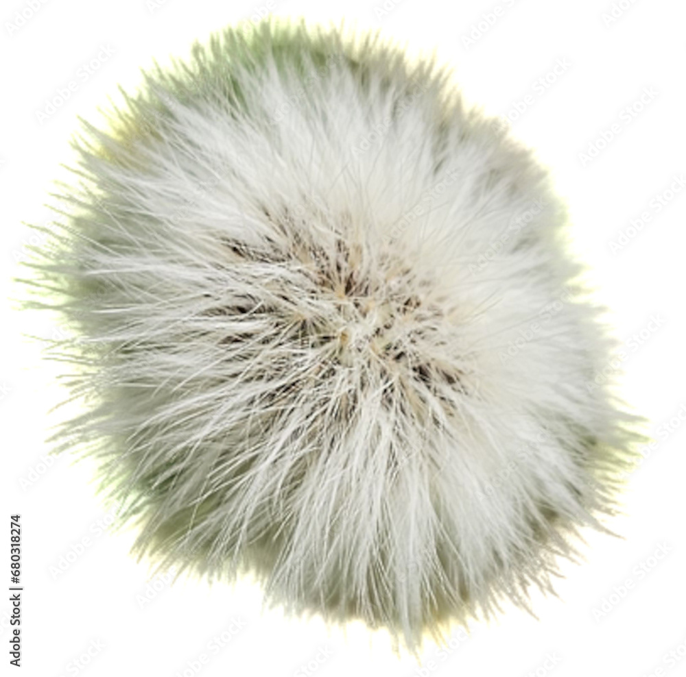 A blooming dandelion (Taraxacum) with many seeds on a black background.