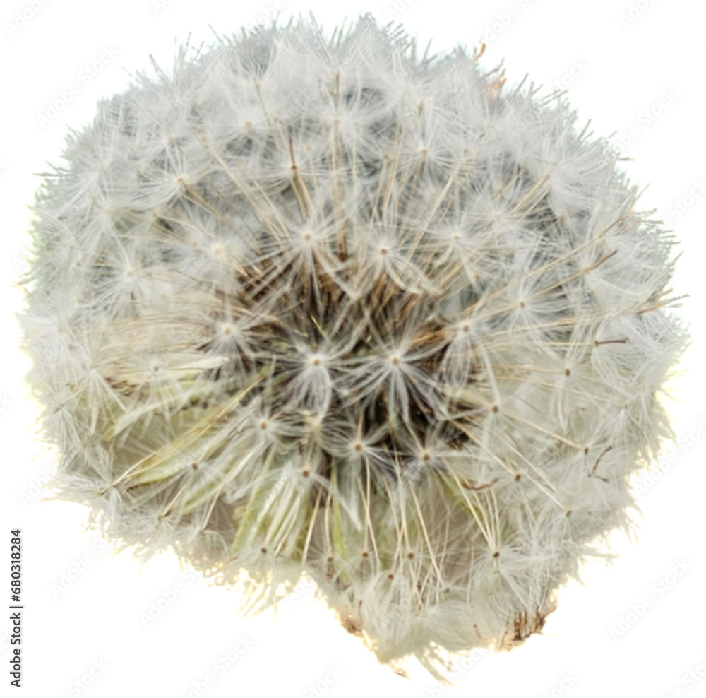 Obraz premium A blooming dandelion (Taraxacum) with many seeds on a black background.