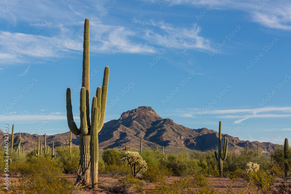 Saguaro