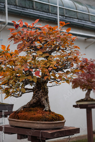 Beautiful miniature tree in pots in autumn time, poland