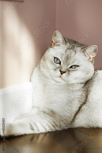 Fototapeta Naklejka Na Ścianę i Meble -  close up of a cat