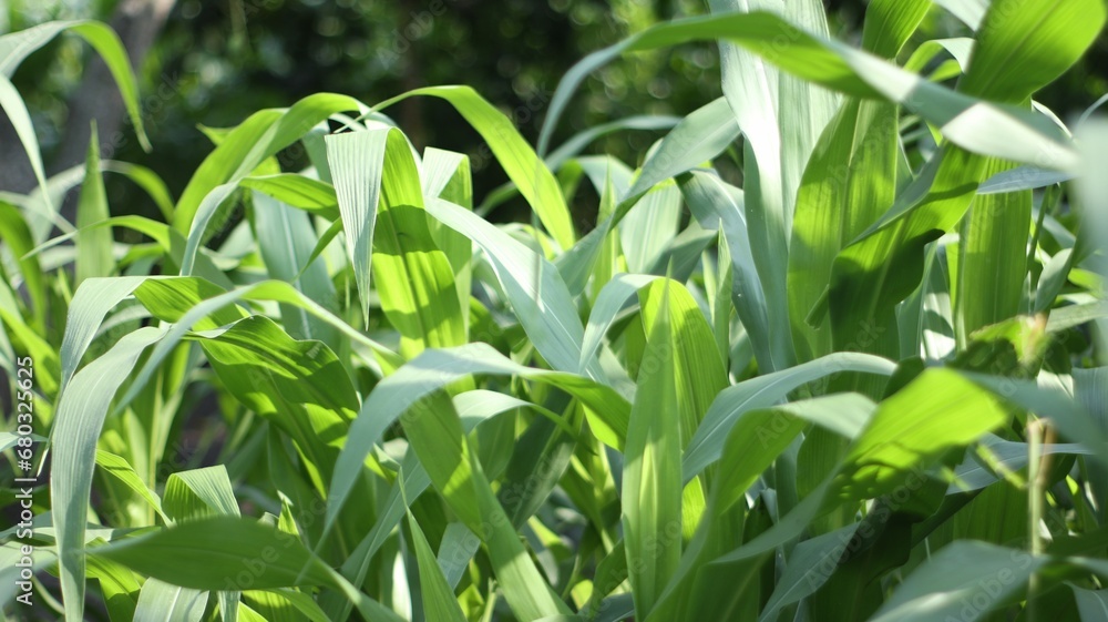 green corn leaves on the farm, clear sky. background. green corn leaves on the farm, clear sky. background.
