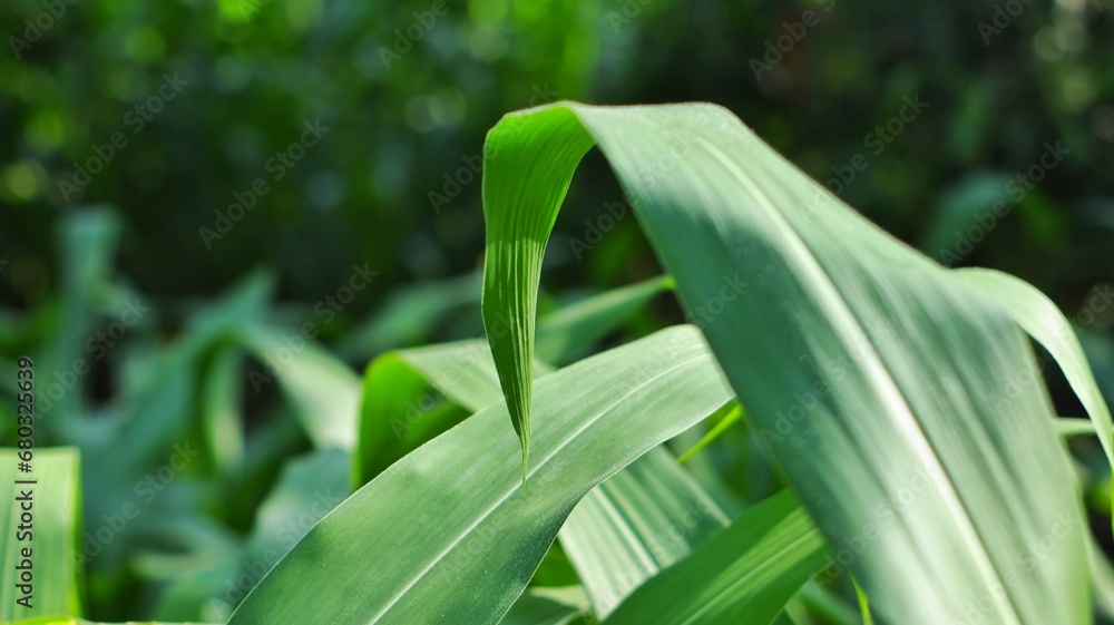 Fototapeta premium green corn leaves on the farm, clear sky. background.
