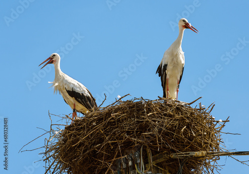 Storks stand in nest on top of pole or pillar in city, couple of white birds on blue sky background in summer. Wild family living in village or town. Theme of nature, wildlife