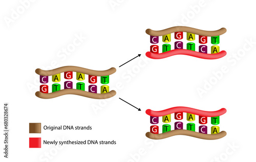 DNA Replication isolated on white background. DNA molecules. Nitrogenous Bases. Colorful Symbols. Vector Illustration.