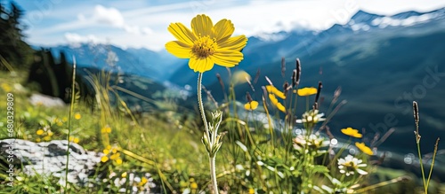 summer, amidst the breathtaking alpine mountains of Valais, a closeup of a yellow floral blossom reveals the exquisite beauty of alpina flora in natures flourishing display. photo