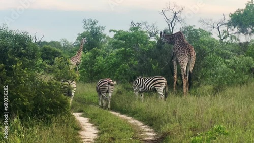 Zebra and Giraffe in wild in South Africa