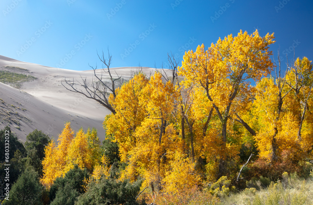 Aspen trees in fall in front of Great Sand Dunes National Park near Alamosa Colorado United States