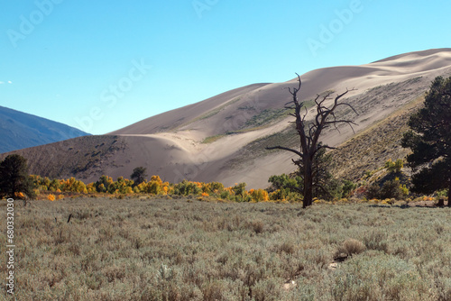 Dead tree in front of Great Sand Dunes National Park near Mosca Colorado United States