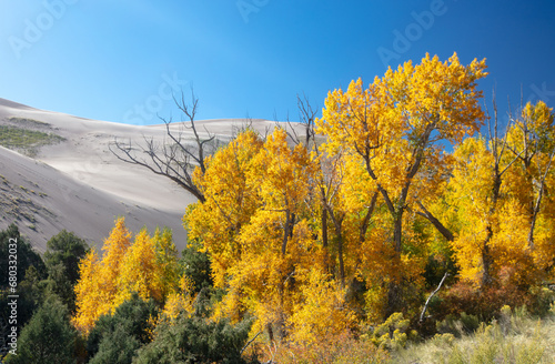 Obraz na plátně Aspen trees in fall in front of Great Sand Dunes National Park near Alamosa Colo