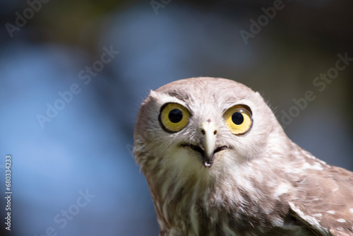 The barking owl has bright yellow eyes and no facial-disc. Upperparts are brown or greyish-brown, and the white breast is vertically streaked with brown. The large talons are yellow.