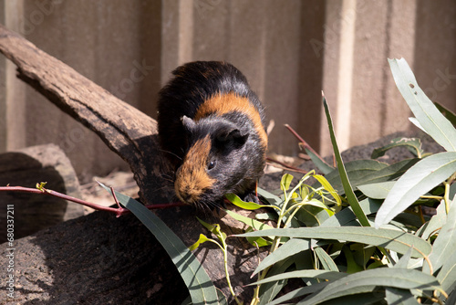 Guinea pigs are small stout-bodied short-eared nearly tailless domesticated rodent.They are often kept as a pet photo