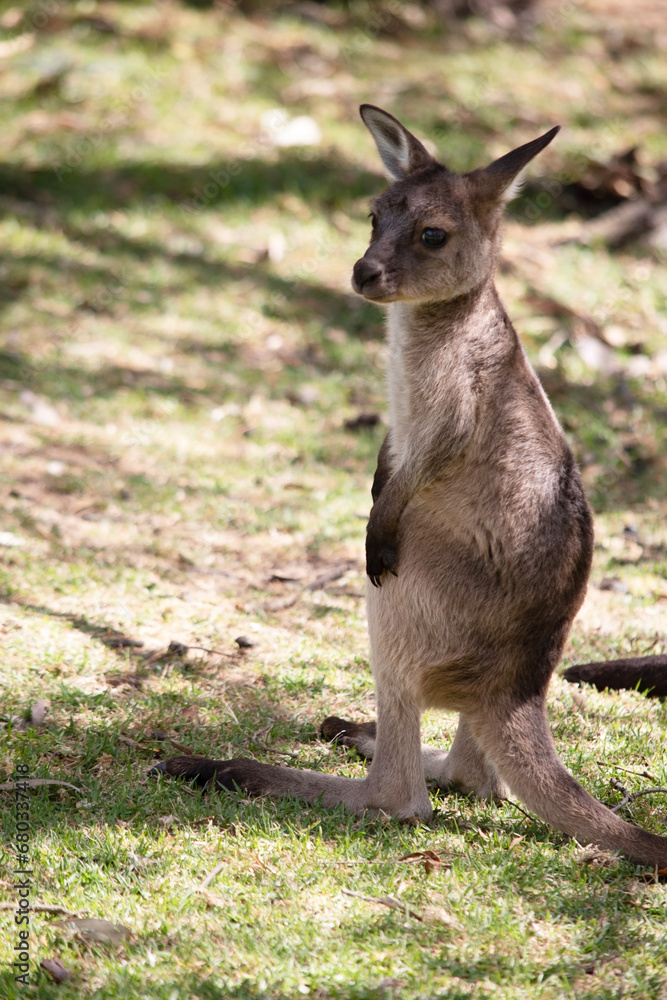 the kangaroo-Island Kangaroo joey has a light brown body with a white under belly. They also have black feet and paws same as its parents the kangaroo-Island Kangaroo joey has a light brown body with a white under belly. They also have black feet and paws same as its parents