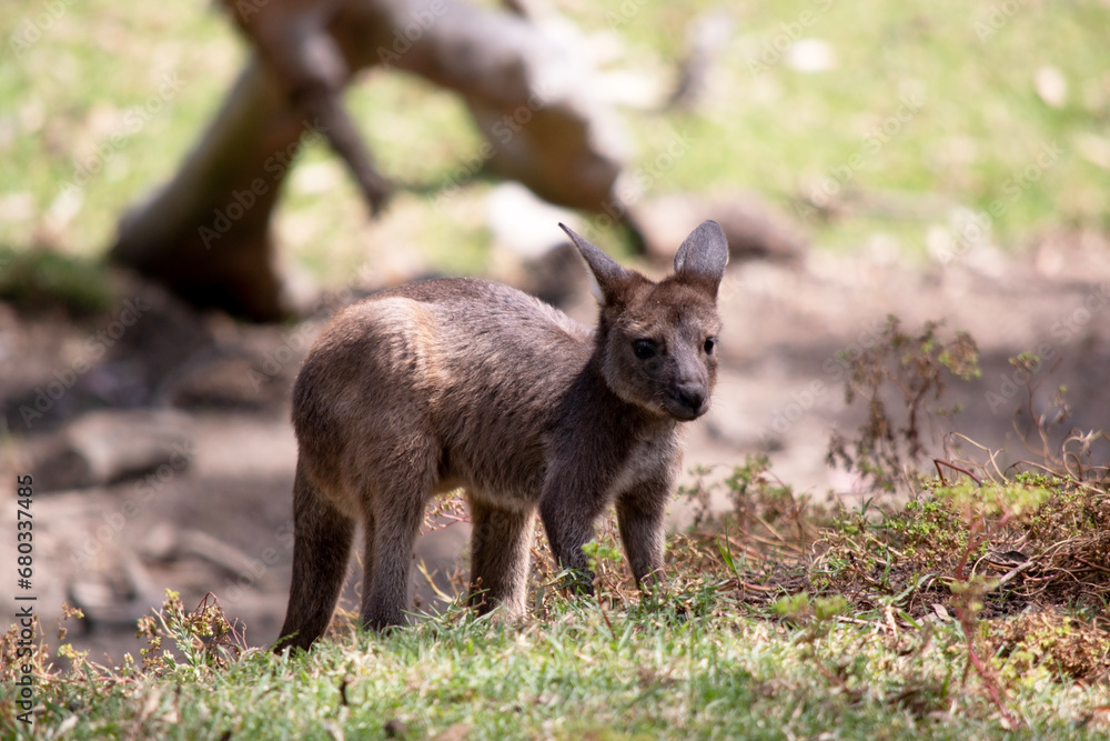 the kangaroo-Island Kangaroo joey has a brown body with a white under belly. They also have black feet and paws the kangaroo-Island Kangaroo joey has a brown body with a white under belly. They also have black feet and paws