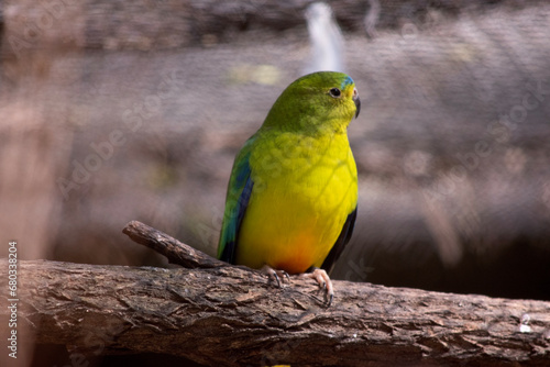 The Orange-bellied Parrot is a small, stocky, ground-dwelling parrot, primarily a grassy green with an orange spot under the belly.