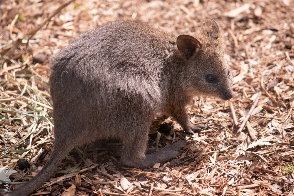 The Quokka is a small wallaby with thick, coarse, grey-brown fur with lighter underparts. Its snout is naked and its ears are short. The Quokka is a small wallaby with thick, coarse, grey-brown fur with lighter underparts. Its snout is naked and its ears are short.