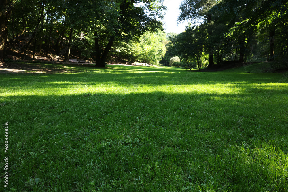 Beautiful fresh green grass in park on sunny day Beautiful fresh green grass in park on sunny day