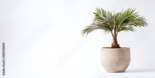 Palm tree in a pot on a white background at the side of the frame with space for text