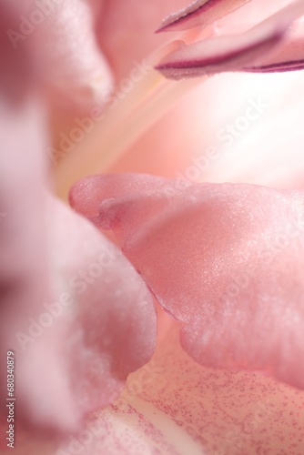 Beautiful pink Gladiolus flower as background, macro view