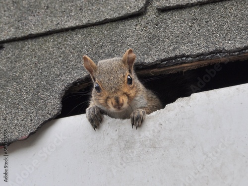 Squirrel in Roof  photo