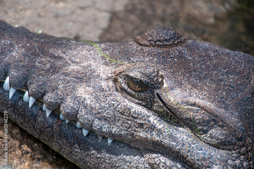 Sydney Australia, close-up of eyes and jaw of a freshwater crocodile