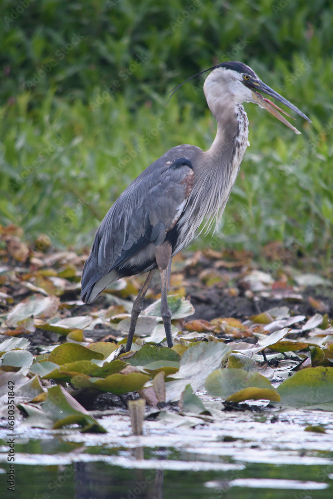 Fototapeta premium landed heron
