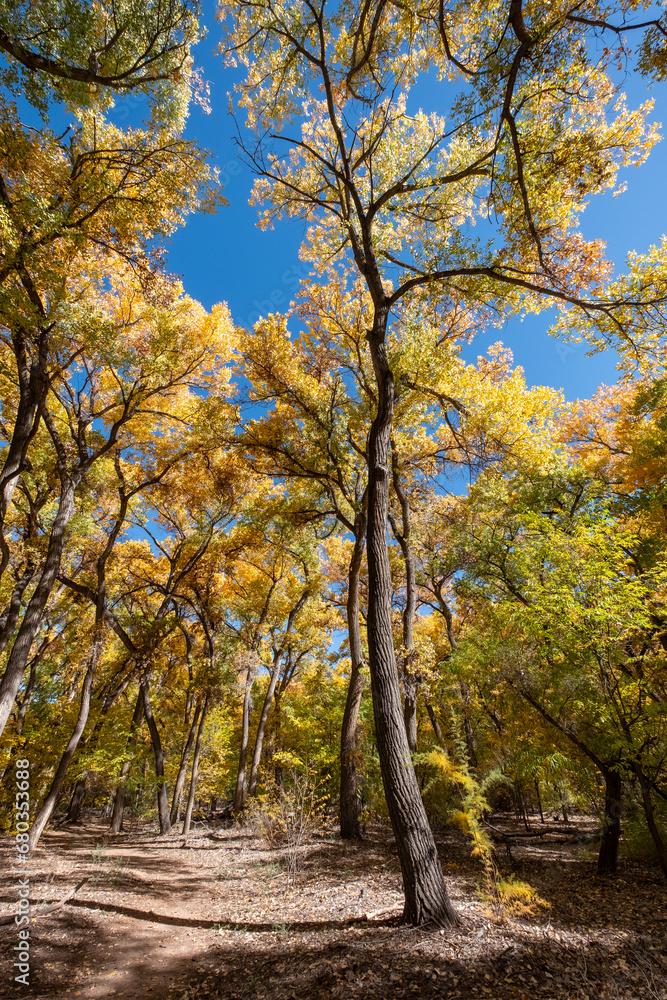 Naklejka premium A thicket of cottonwood trees in mid-autumn. The leaves of the trees are still turning from green to yellow, providing a multicolored canopy overhead.