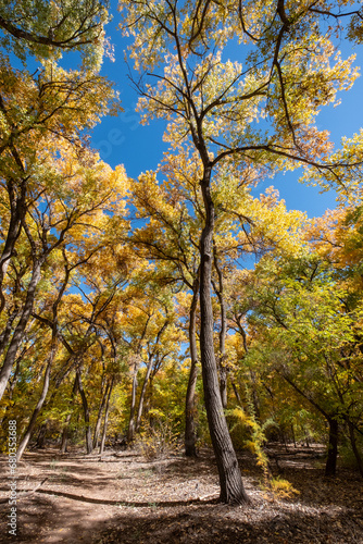 A thicket of cottonwood trees in mid-autumn. The leaves of the trees are still turning from green to yellow, providing a multicolored canopy overhead.