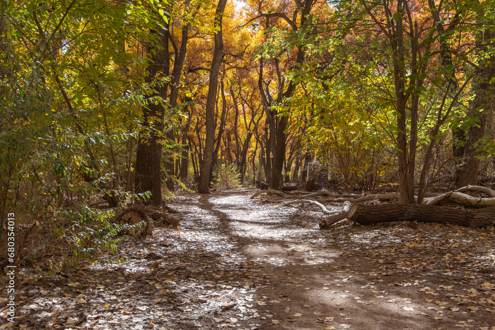 Fototapeta premium A hiking trail in a beautiful autumn forest, partially covered in fallen leaves, and with long tree shadows stretching towards the camera.
