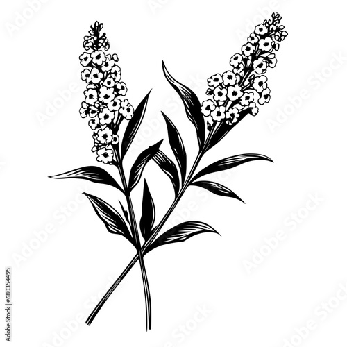 Flower Plant Twig Beautiful Fragrant Blooms Wallpaper Design Abstract Line Art Background Graphic