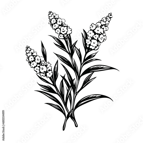 Flower Plant Twig Beautiful Fragrant Blooms Wallpaper Design Abstract Line Art Background Graphic