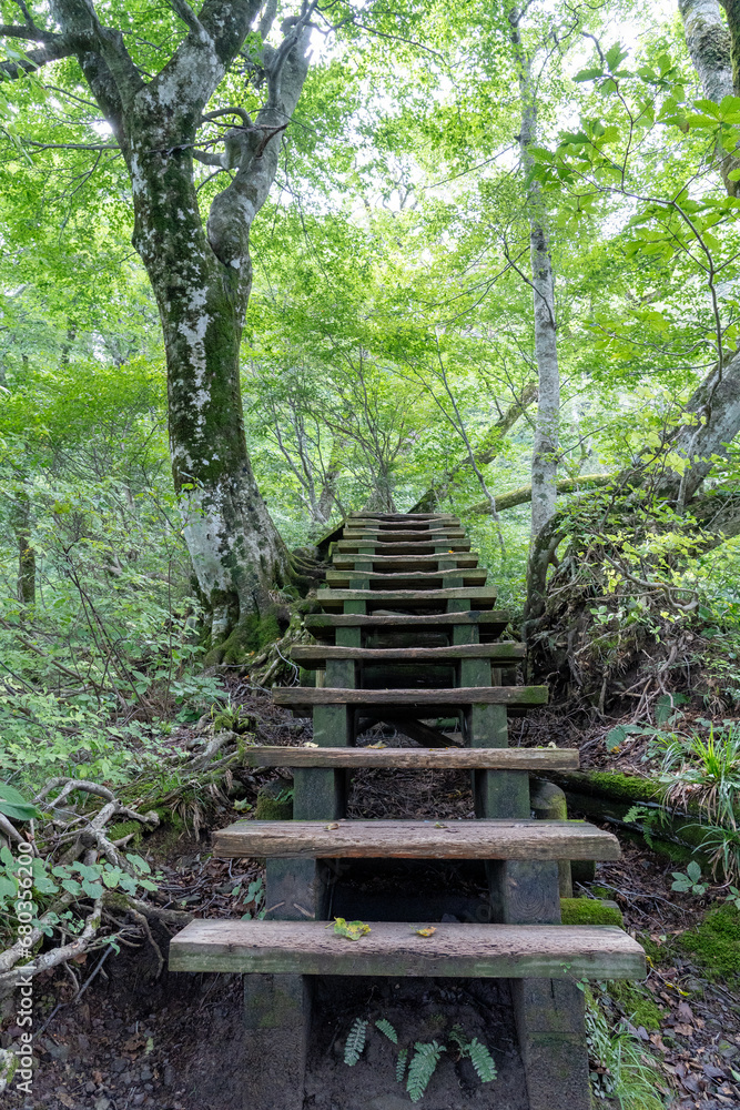 Obraz premium 大山夏山登山道