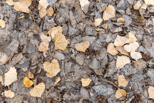 A blanket of fallen leaves of gold and gray colors cover the forest floor.