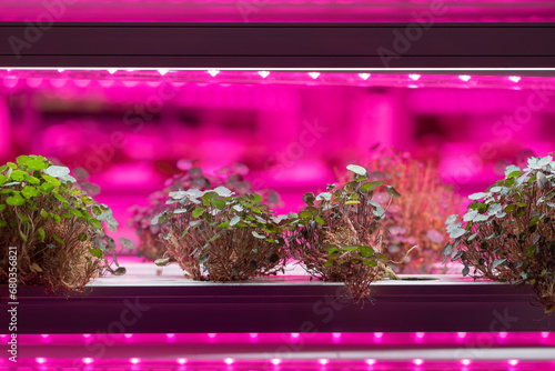 Full spectrum LED grow lights for Nasturtium. Young salad grow in vertical farm under ultraviolet UV plant lights for cultivation indoors. Hydroponics and modern methods of growing micro-greens photo