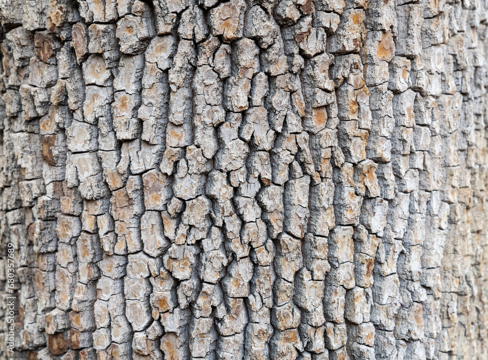 Detail of a tree trunk with a scaly bark texture, and gray and brown colors. The image begins to blur to the left and right due to the natural curve of the tree trunk. Detail of a tree trunk with a scaly bark texture, and gray and brown colors. The image begins to blur to the left and right due to the natural curve of the tree trunk.