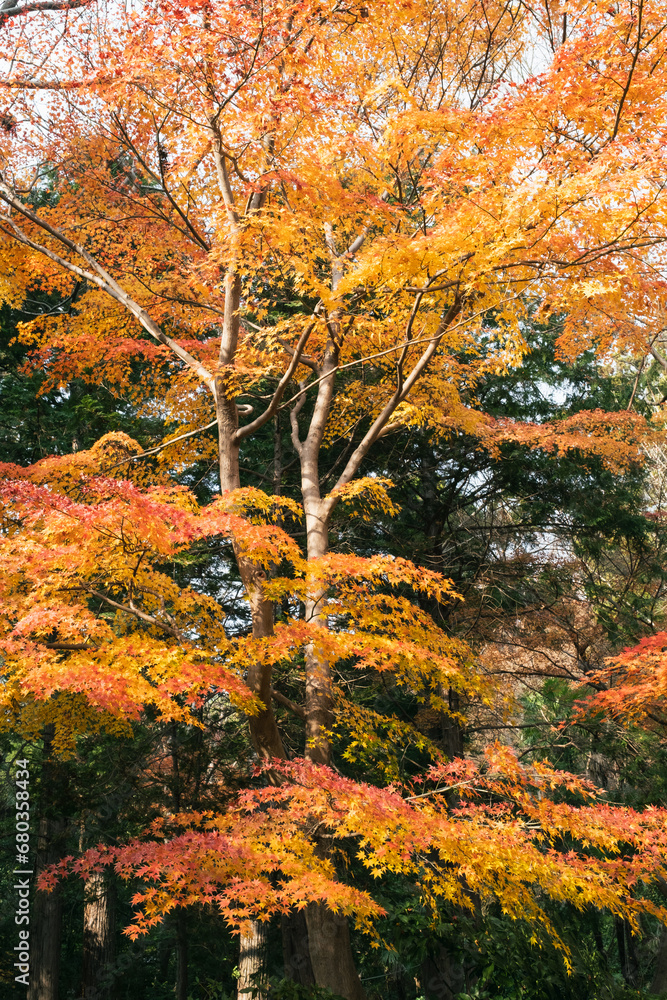 鮮やかに燃ゆる黄色の紅葉