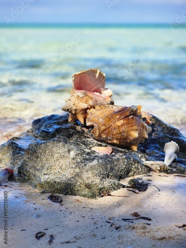 Shells on the beach