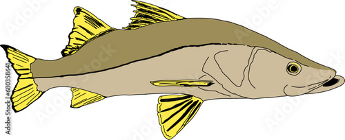 A simple colored Snook Fish