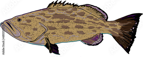 A colorful Black Grouper fish