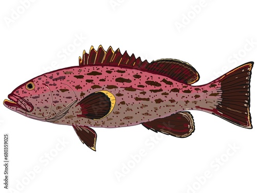 A beautiful Yellowfin Grouper fish