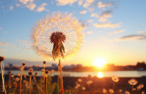 Beautiful dandelion seeds on sunset background