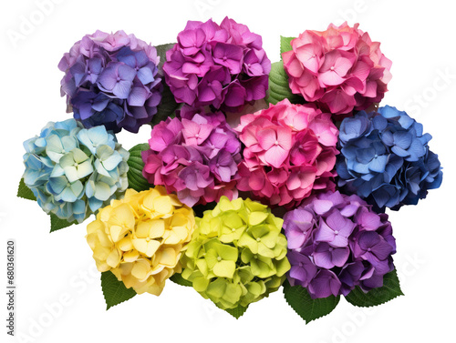 Colorful Hydrangea Cluster