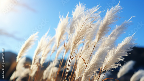 wheat field in the wind